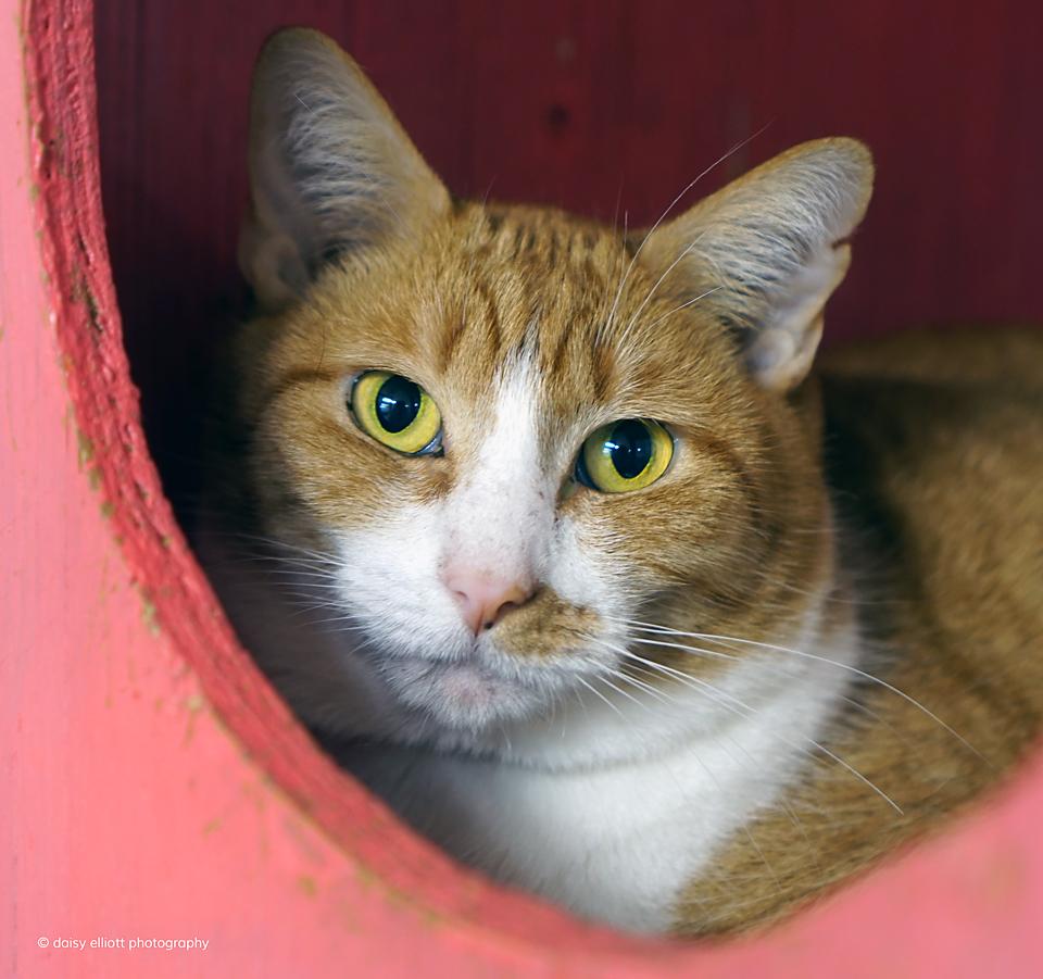 Hermitage Cat Shelter is Beading Divas Bracelets Fundraising Recipient