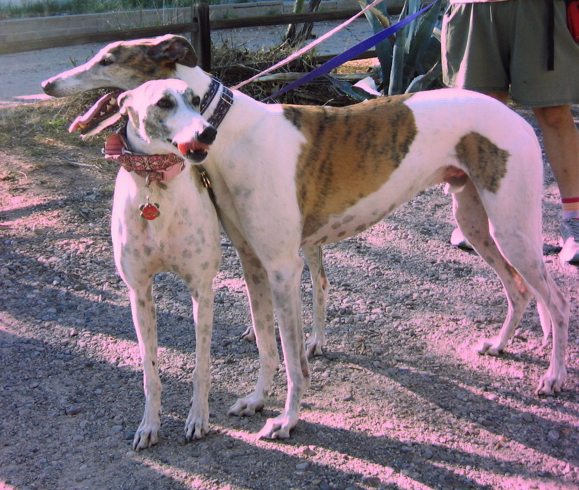 Tucson greyhounds