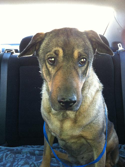 Adopt MeMe - 6 year old German Shepherd dog 