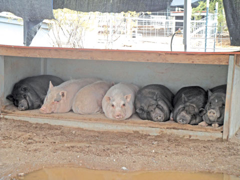 Ironwood Pig Sanctuary