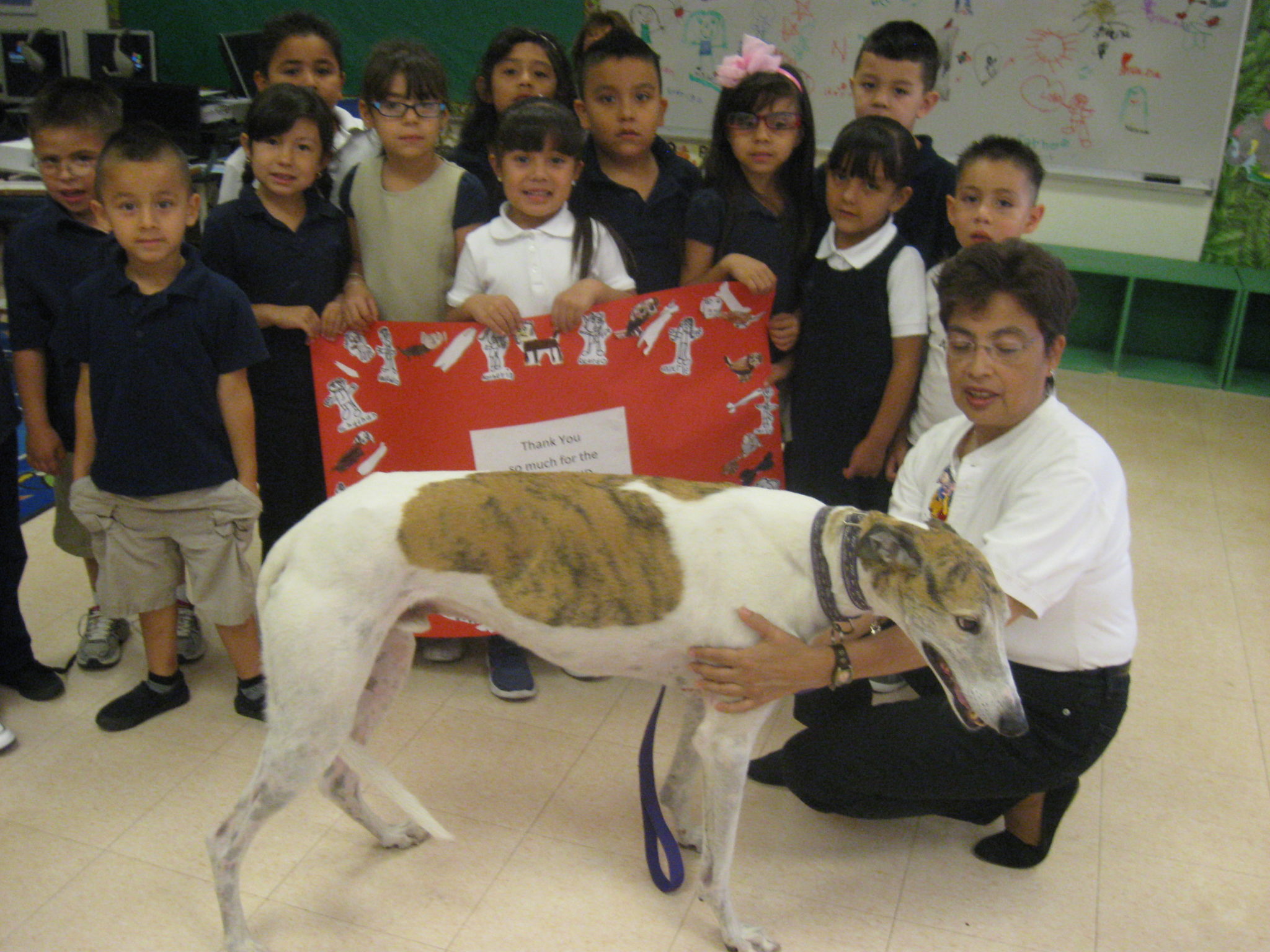 5 year old kids learn about greyhounds