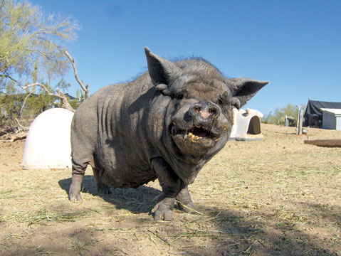 Ironwood Pig Sanctuary