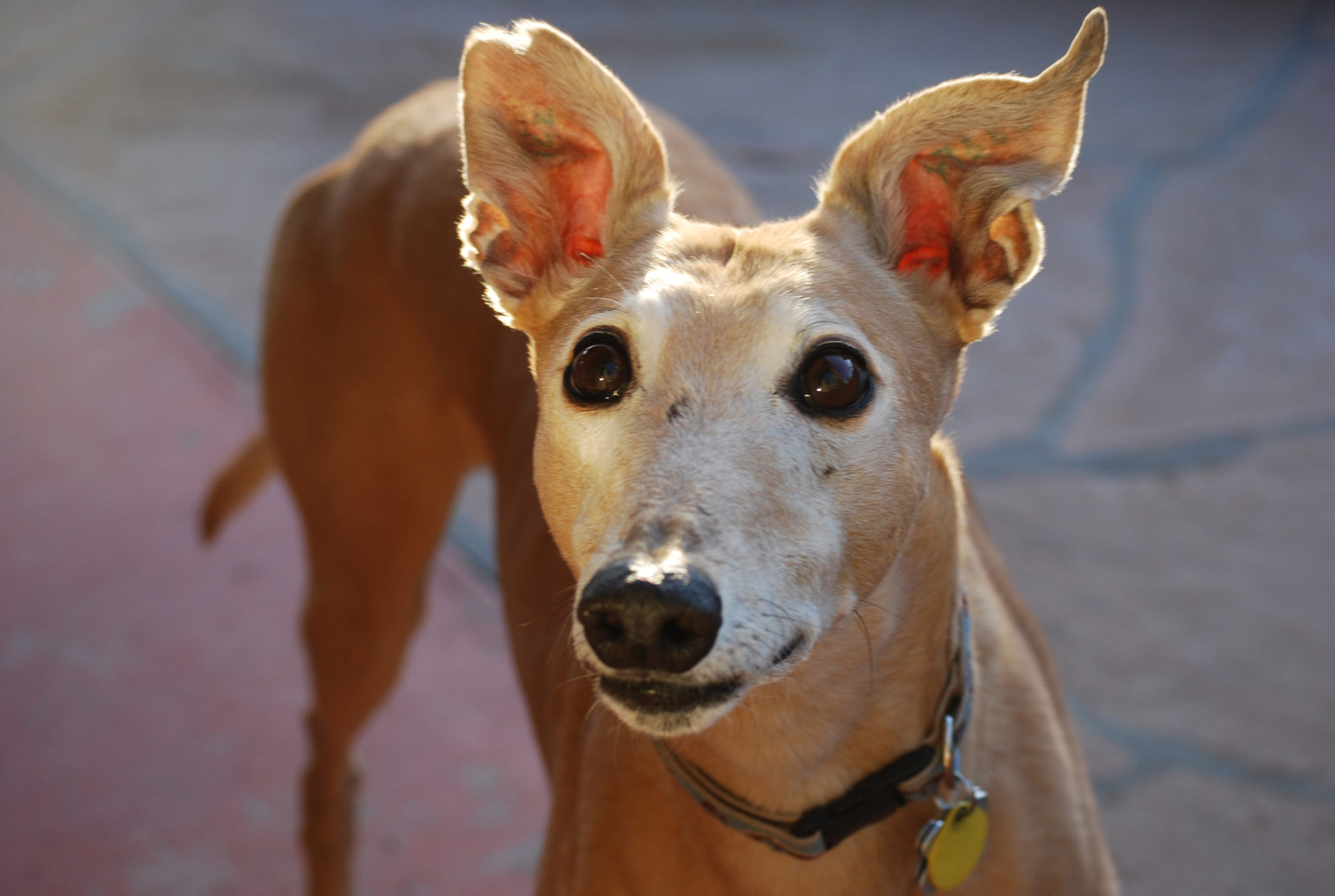 Sweet Gordon Greyhound