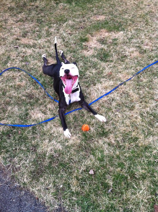 Happy Pit Bull 