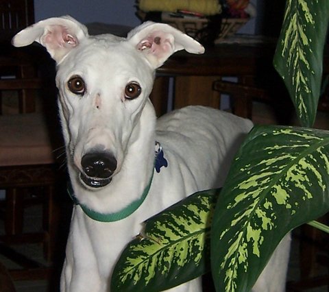 Meet Wings - a Tucson greyhound