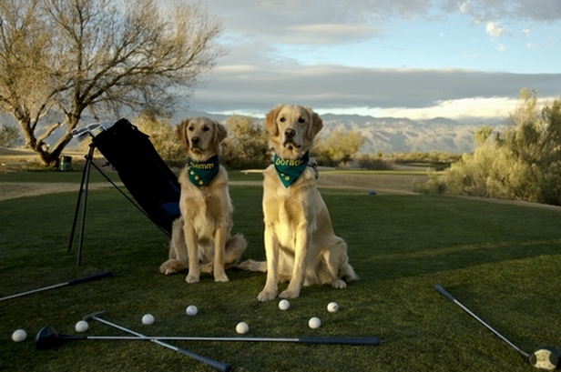 Rescue a Golden, AZ