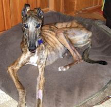 Stray greyhound found in Oro Valley 