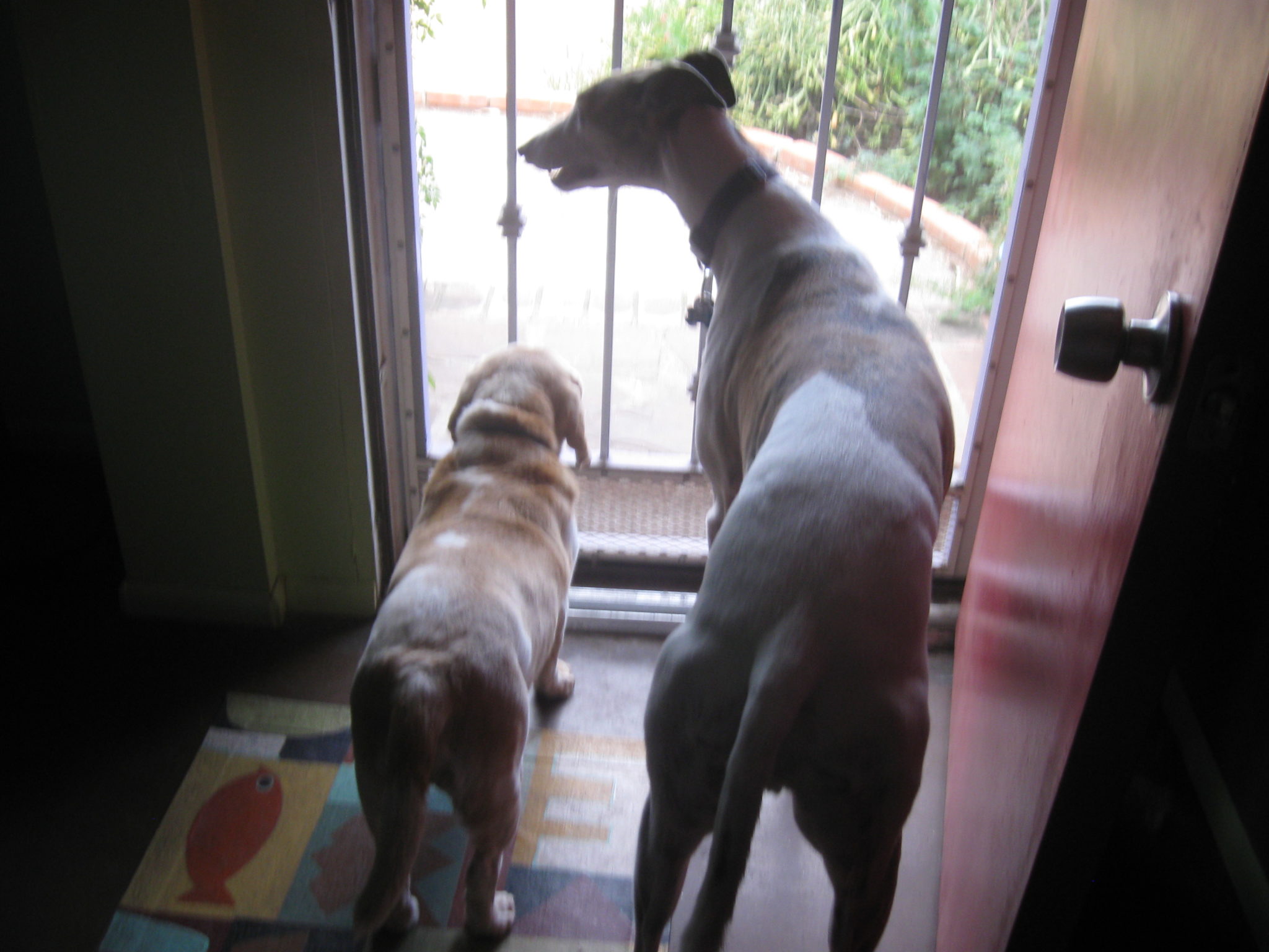 Calvin & Jett look out the window