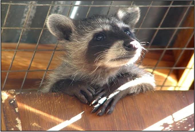 Photogenic baby raccoon