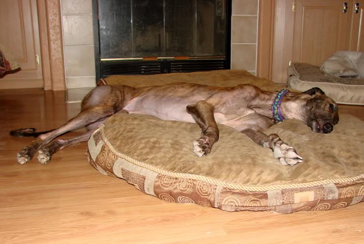 adopt a Tucson greyhound