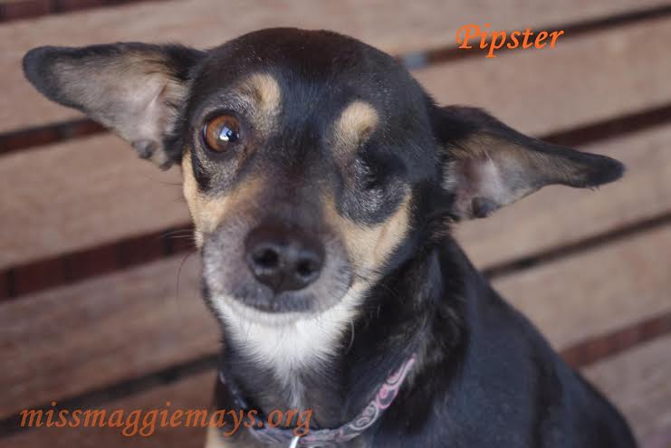 Tucson fundraiser for dog rescue