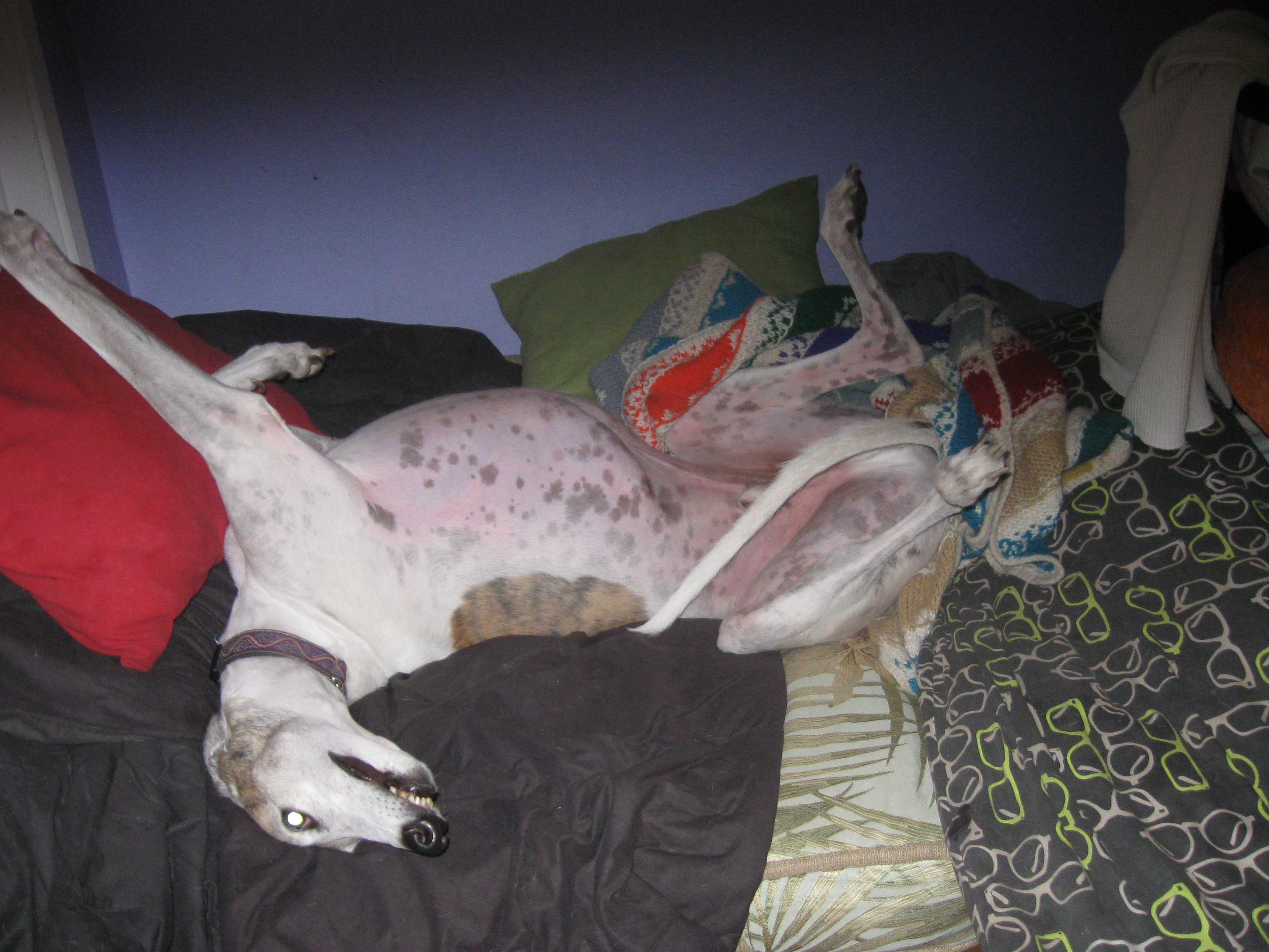 Jett greyhound loves to roach