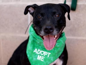 In the Arms of Angels, Tucson pet rescue