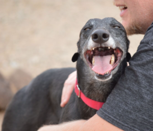 adoptable greyhounds in Tucson