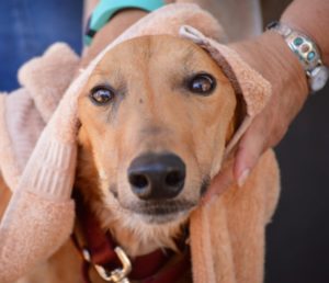 Tucson greyhound rescue