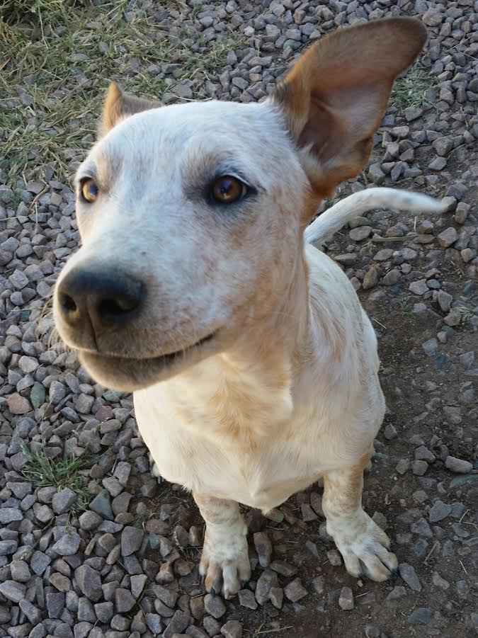 Arizona Cattle Dog Rescue
