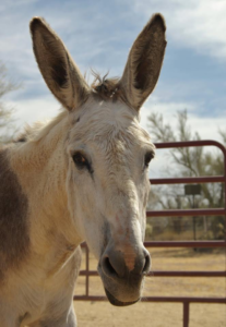 Zen Donkey Sanctuary 