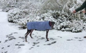 Tucson greyhound adoption