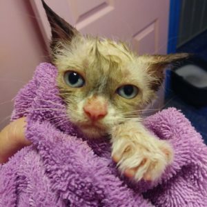 cactus studded kitten saved